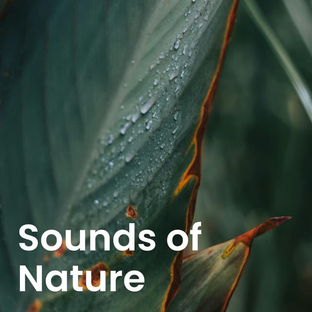 Tranquil Music Sound of Nature: Peaceful Forest & Natural Harmony - Tranquil Music Sound of Nature