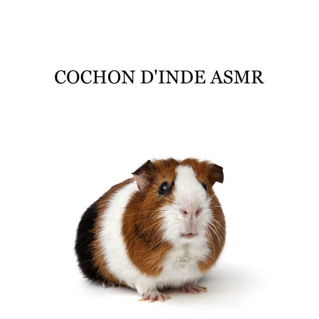 Cochon d'Inde ASMR: Aide à se concentrer, à étudier, à travailler et à dormir - ASMR Sounds Clinic