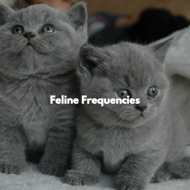 Feline Frequencies - Cats Music Den