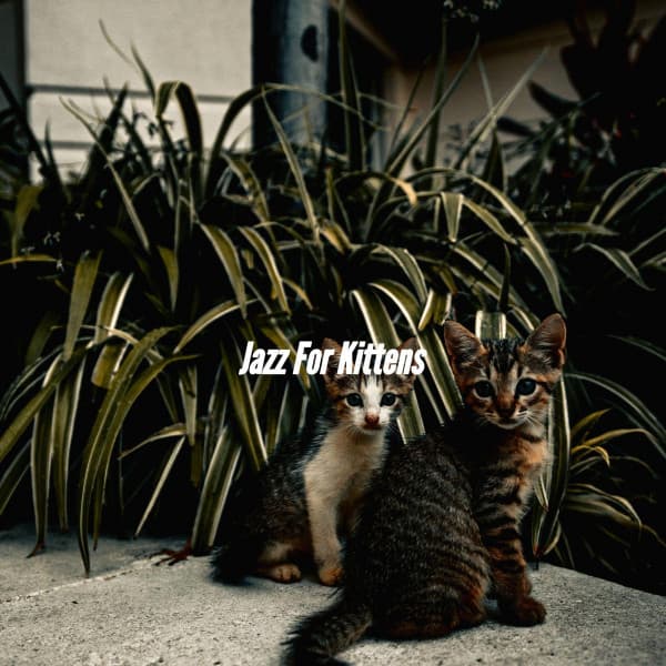 Jazz For Kittens - Dinner & Jazz Radio