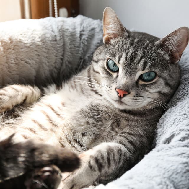 Binaural Cat Harmony: Theta Melodies for Soothing Cat Relaxation - Tairata