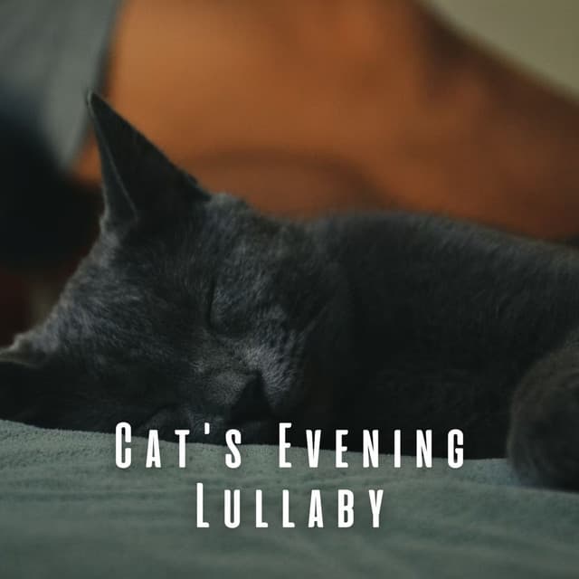 Cat's Evening Lullaby: Chill Music's Melody - Waht Poo