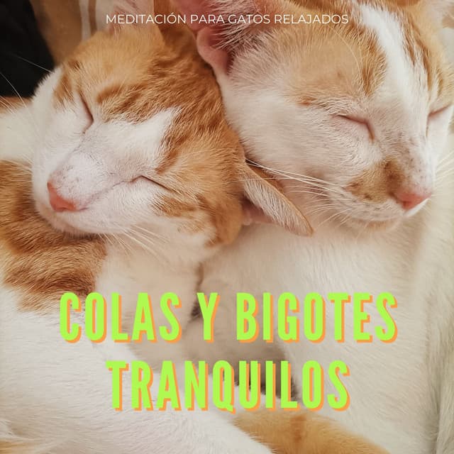 Colas Y Bigotes Tranquilos: Meditación Para Gatos Relajados - Sanador de almas