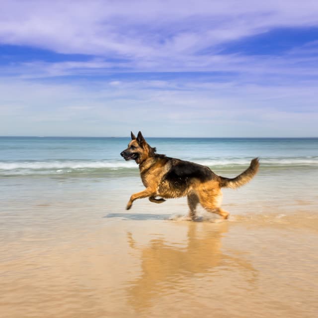 Pet Serenade: Ocean Soundscapes of Affection - Ocean of Relax