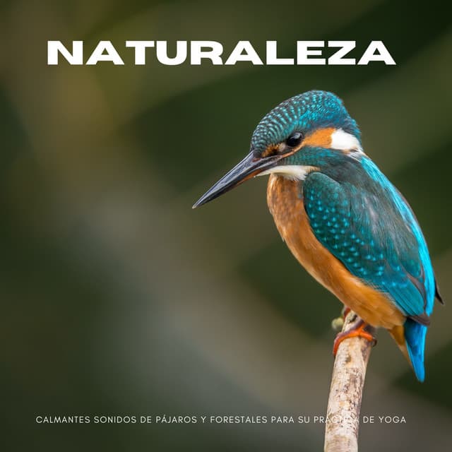 Naturaleza: Calmantes Sonidos De Pájaros Y Forestales Para Su Práctica De Yoga - Ruidos ambientales forestales