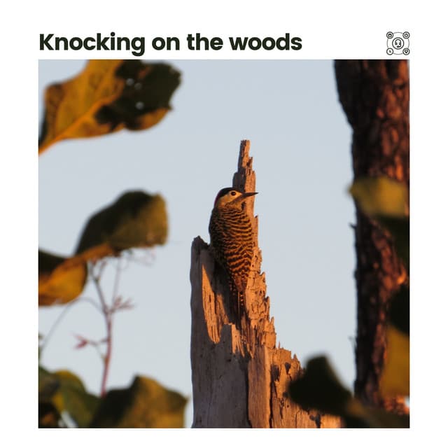 Knocking on the Woods - Nature Sleep