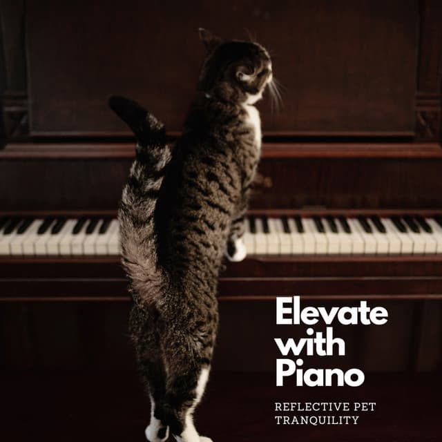 Elevate with Piano: Reflective Pet Tranquility - PianoDreams.One Audience Piano