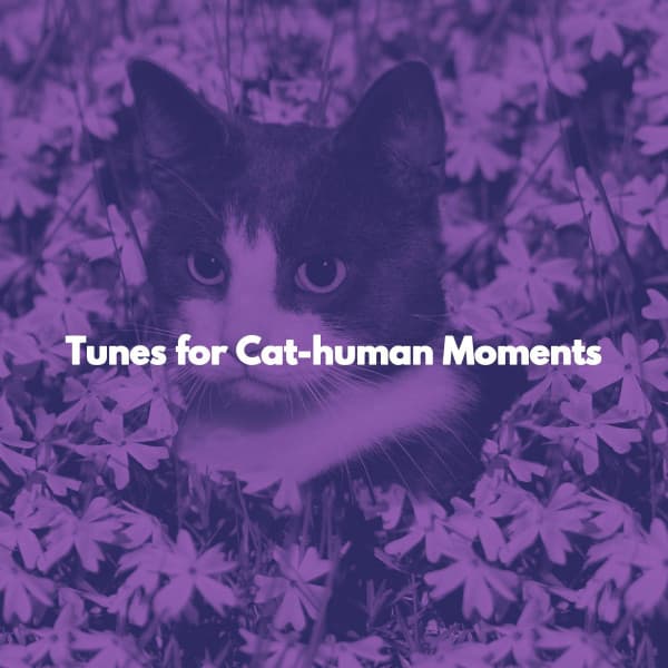 Tunes for Cat-human Moments - Música para Concentrarse Radio
