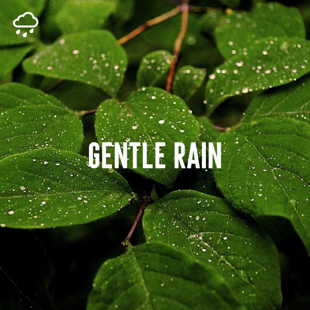 Gentle Rain - Relaxing Rain Recordings