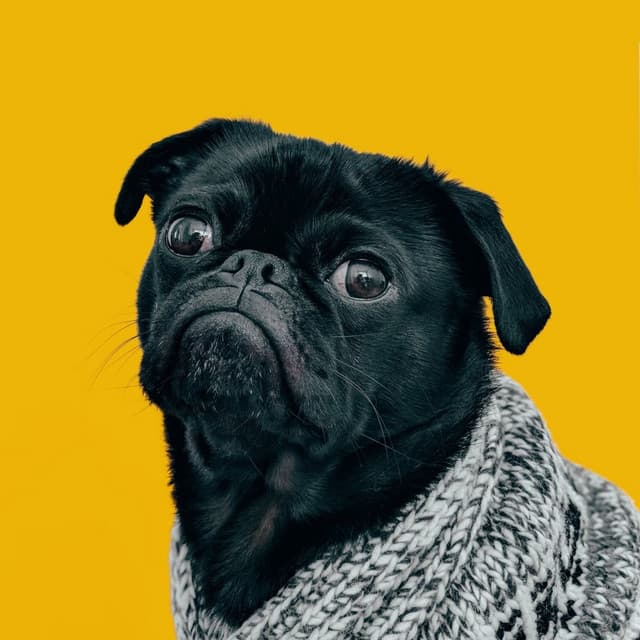 Lofi Doggie Zen: Music for Tranquil Dog Bonding - Lofi Vibes