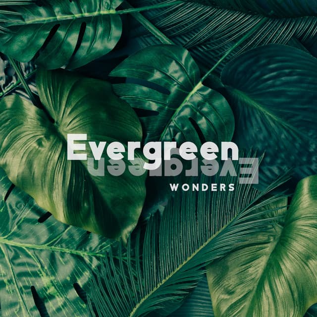 Evergreen Wonders: Mind relaxation Music With The Sounds of Forest, Birds and Water - Relaxing Nature Sounds Collection