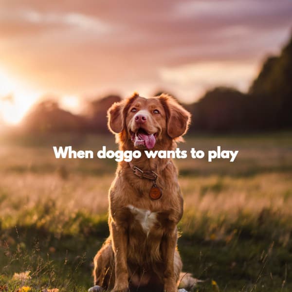 When doggo wants to play - Jazz for Dogs