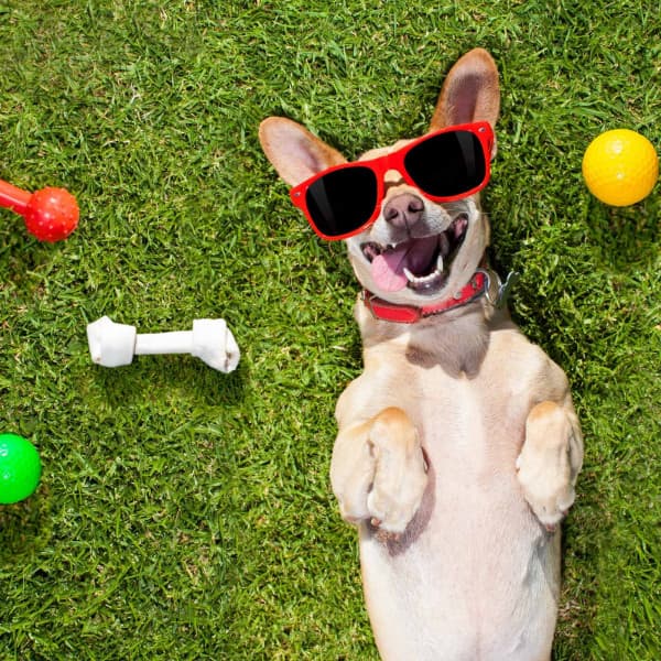 Backdrop for Doggy Spirits - Chill My Pooch