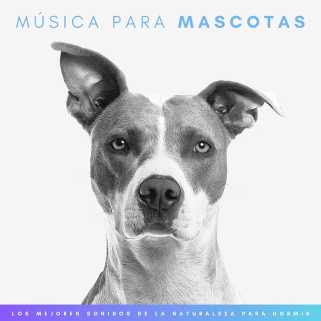 Música Para Mascotas: Los Mejores Sonidos De La Naturaleza Para Relajar Animales - Sonidos Naturaleza
