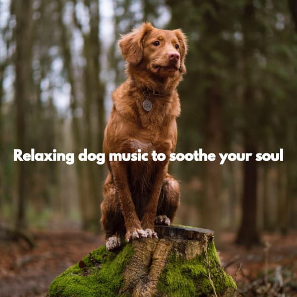 Relaxing dog music to soothe your soul - Música para Cocinar Playlists
