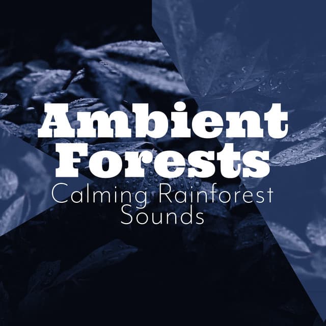 Ambient Forests - Calming Rainforest Sounds