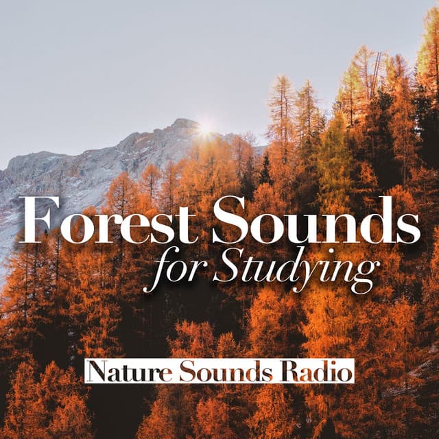Forest Sounds for Studying - Nature Sounds Radio