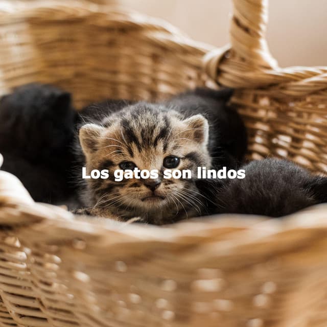 Morning Coffee Background Music