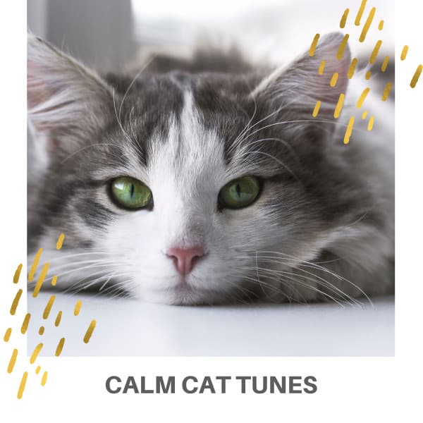 Calm Cat Tunes - Cat Music Experience