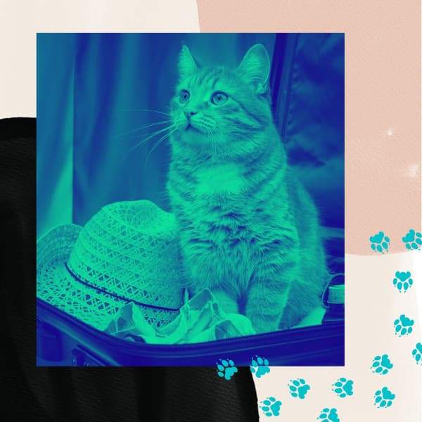 Latin Guitar - Background Music for Calming for Cats - Cat Sleeping Music Project