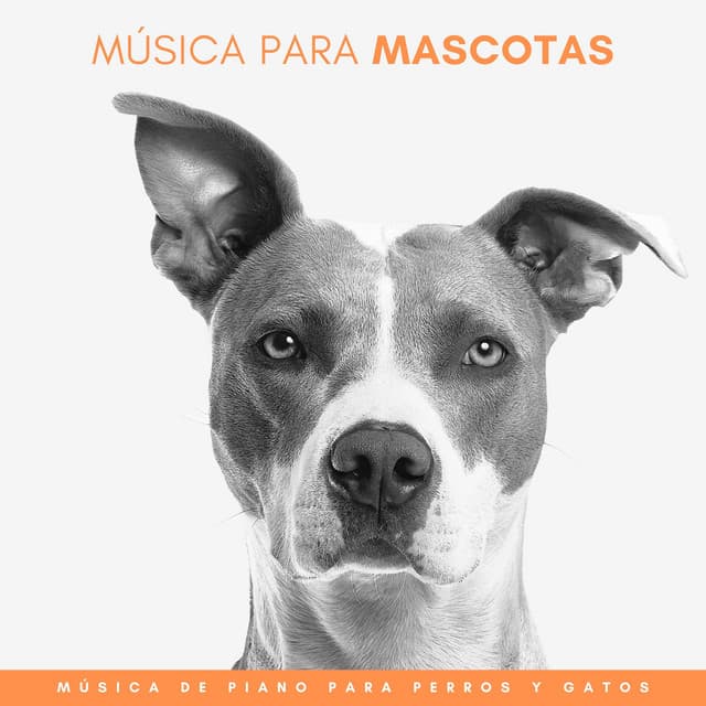 Música Para Mascotas: Música De Piano Para Perros Y Gatos - Música Relajada de Piano