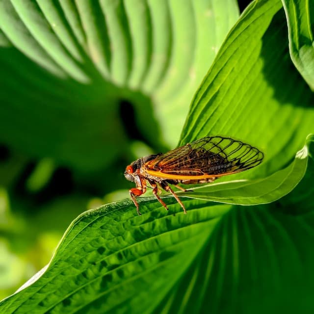 Song of Stillness: Meditation with Cicada Soundscapes - Nano Sounds