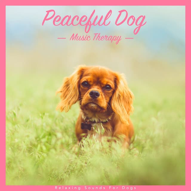 Peaceful Dog Music Therapy: Relaxing Sounds for Dogs - Dog Music Dreams