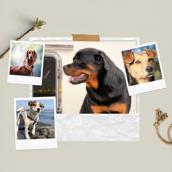 Bgm for Cool Pups - Dog Music Library