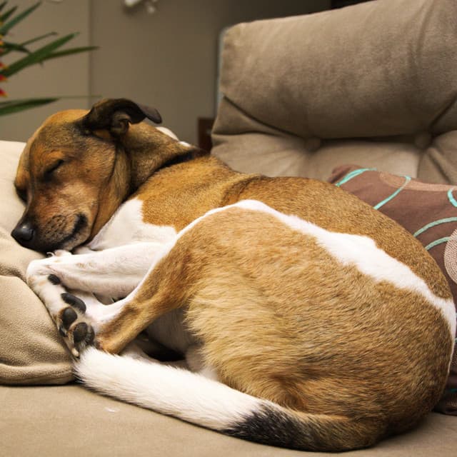 Doggie Dreamscape: Jazz Piano Lullabies for Rest - Dog Music Waves