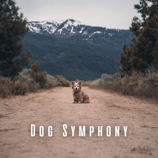 Separation Anxiety Dog Music