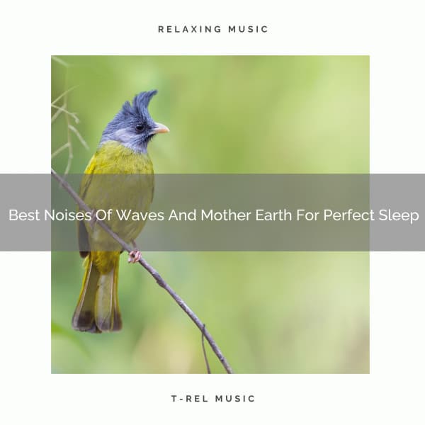 Best Noises Of Waves And Mother Earth For Perfect Sleep - The Noise Project