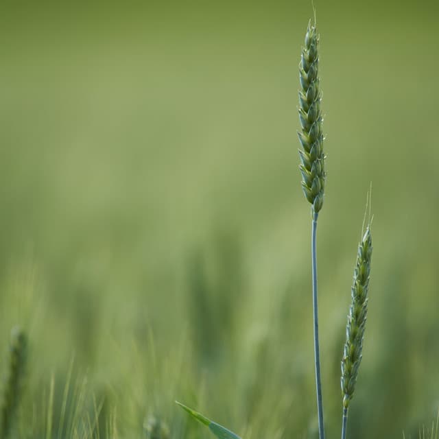 50 Relaxation Sounds for Meditation, Spa and Meditation - Ambient Forest