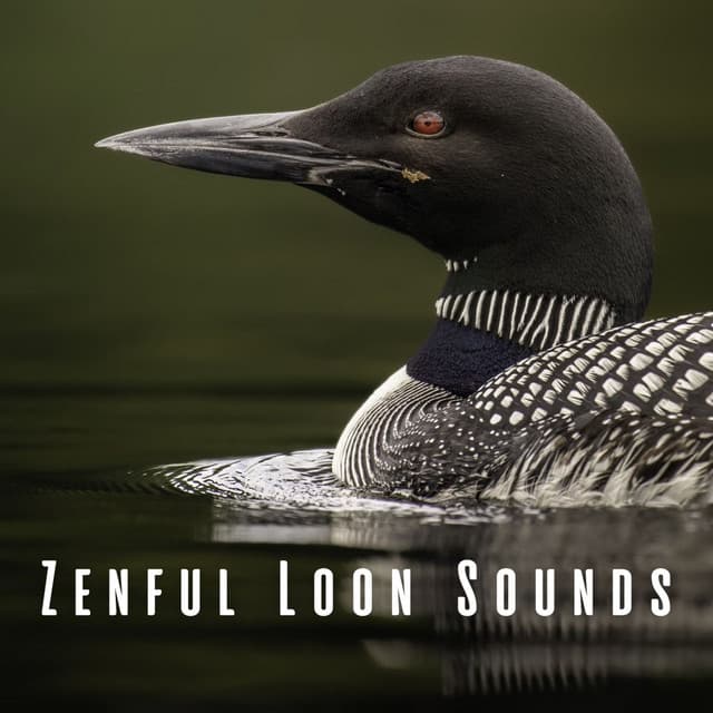 Zenful Loon Sounds - Forest Sounds