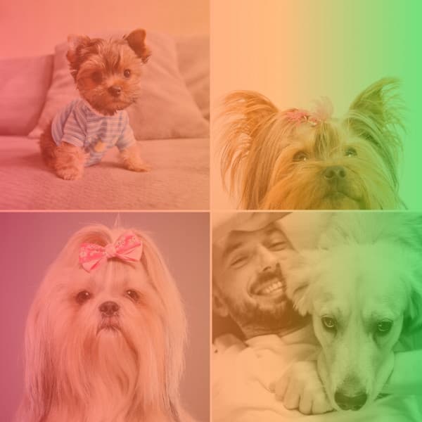 Sprightly Ambiance for Keeping Pups Happy - Good Dog Music