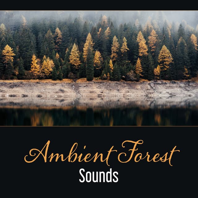 Ambient Forest Sounds – Space of Secrets, Meditation in Forest, Relaxation, Deep Sleep, Dealing with Anxiety - Nature Music Sanctuary