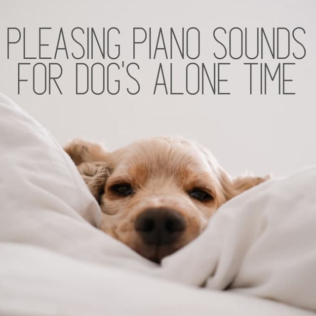 Pleasing Piano Sounds for Dog's Alone Time - Smooth Lounge Piano