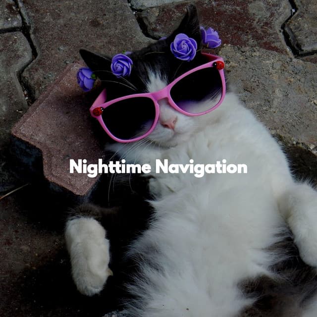 Nighttime Navigation - Sleepy Cats