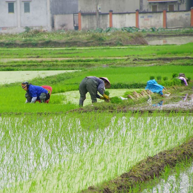 Rainfall Rhythms: Binaural Melodies for Efficient Work - The Binaural Beats Factory