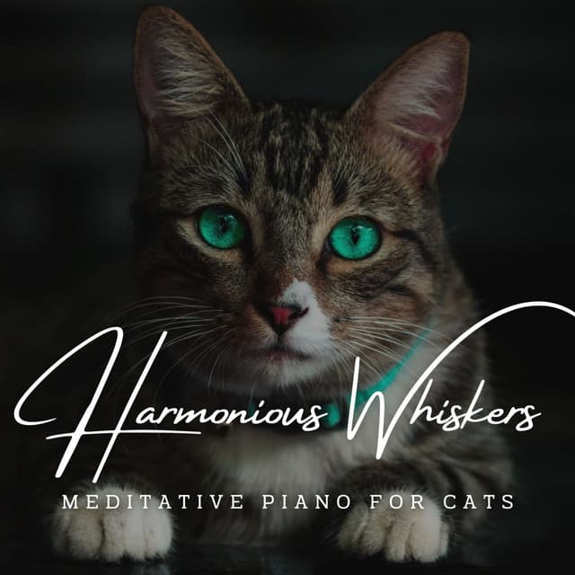 Harmonious Whiskers: Meditative Piano for Cats - Classical Piano Channel