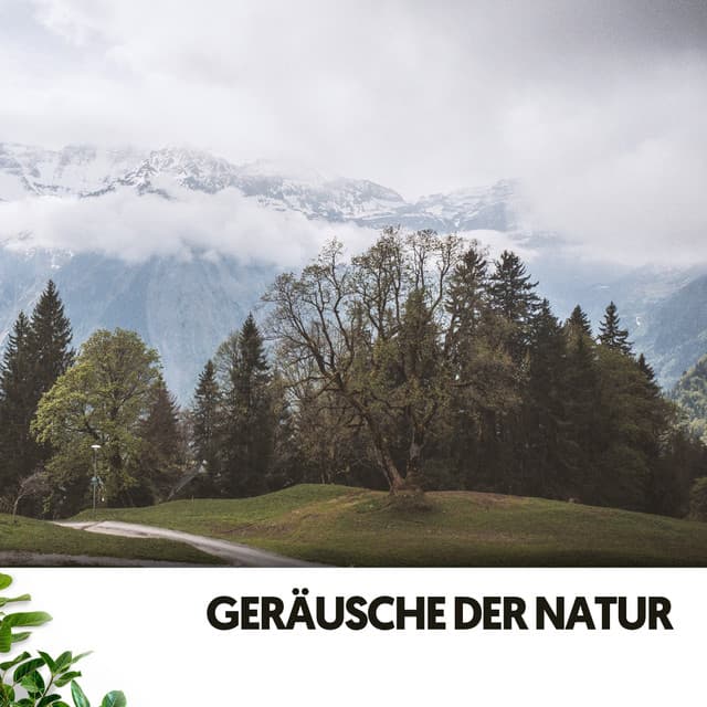 Geräusche der Natur: Weißes Rauschen der Wildnis - Konzentrationsmusik für die Arbeit