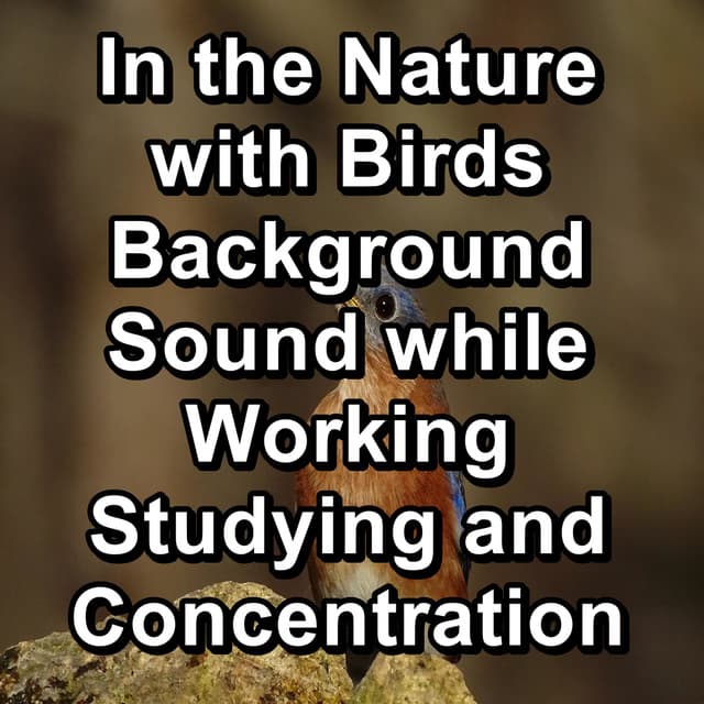In the Nature with Birds Background Sound while Working Studying and Concentration - Animal and Bird Songs