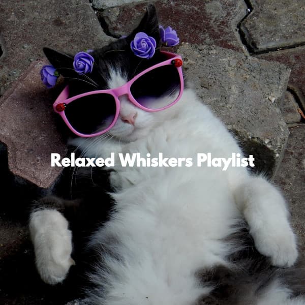 Relaxed Whiskers Playlist - Musique Matinale Calme Radio