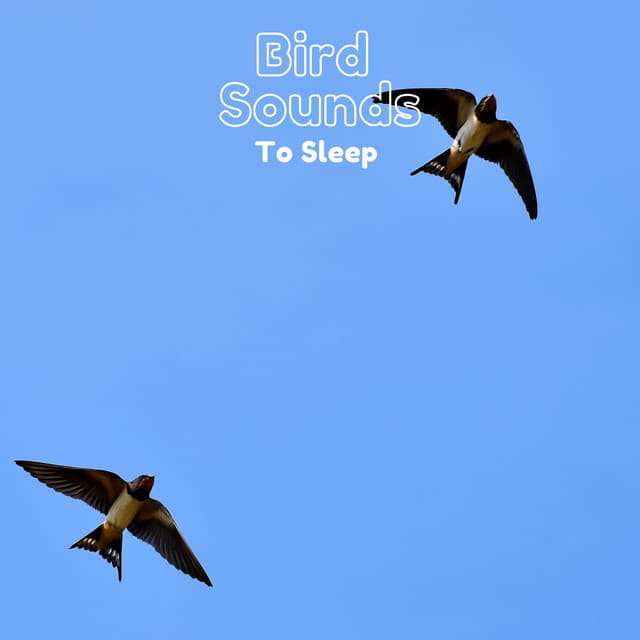 Bird Sounds to Sleep - Natural Sample Makers