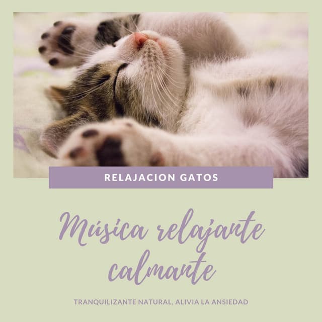 Relajacion gatos - Música relajante calmante - Gatos Especialistas