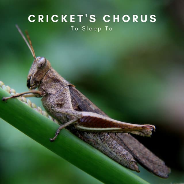 Cricket's Chorus To Sleep To - Natural Sounds Selections