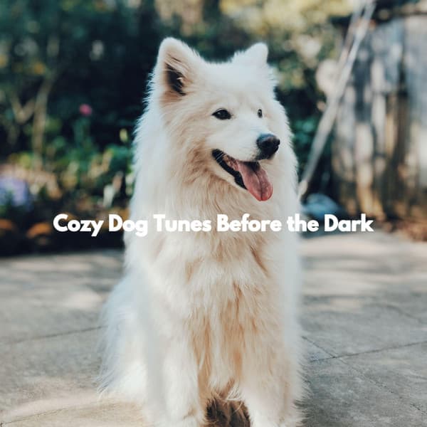 Cozy Dog Tunes Before the Dark - Summer Jazz Relax