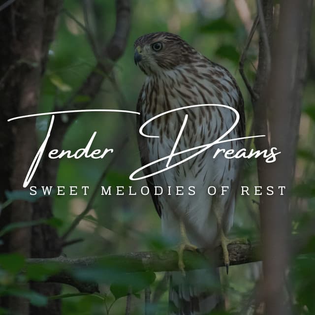 Lullaby Keys: Meditative Piano for Tender Dreams - Classical Piano Channel