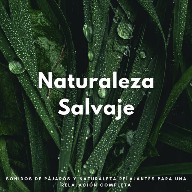 Naturaleza Salvaje: Sonidos De Pájaros Y Naturaleza Relajantes Para Una Relajación Completa - Pajaritos Cantando
