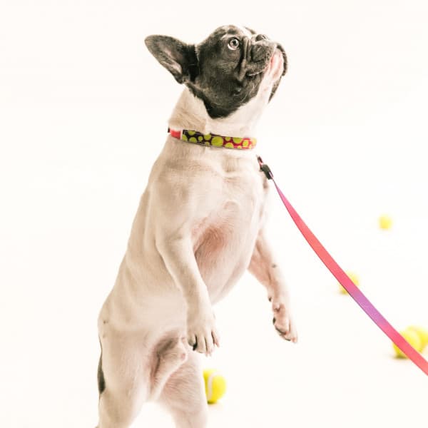 Music for Puppy Moments - Dog Music Zone