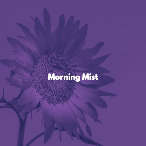 Morning Mist - Brunch Chillout Playlist